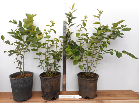 blueberry plants in pots winter Berkeley Mid Season Blueberry- Large Gallon Containers- Large berries- – Scenic Hill Farm Nursery