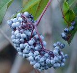 Blue Elderberry (Sambucus nigra ssp. cerulea) - Heavy Yields