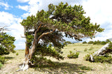 Bristlecone Pine 2 Year Bare Root Trees (Pinus aristata)- Bonsai, Xeriscaping and Rocky Landscapes