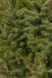 Canaan Fir Trees, C- Abies balsamea var. phanerolepis