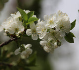 'Carmine Jewel' Bush Cherry - Cold-Hardy, Dwarf- Fresh Eating or Pies