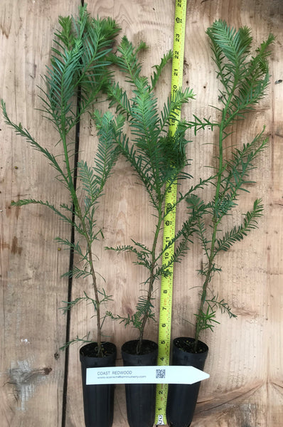 redwood bonsai tree for sale Coast Redwood Trees, Sequoia sempervirens 16" - 24" Tall