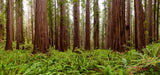 Coast Redwood- 28-36 inch tree- Surplus Sale