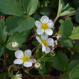 Fragaria chiloensis (Beach or Coastal Strawberry) Native Groundcover with sweet edible berries