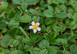 Fragaria chiloensis (Beach or Coastal Strawberry) Native Groundcover with sweet edible berries