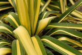 Yucca filamentosa 'Color Guard' (Adam's Needle) Low-Maintenance Evergreen Shrub