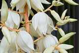 Yucca filamentosa 'Color Guard' (Adam's Needle) Low-Maintenance Evergreen Shrub