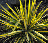 Yucca filamentosa 'Color Guard' (Adam's Needle) Low-Maintenance Evergreen Shrub