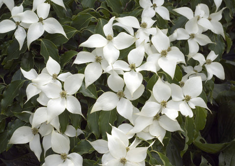 Cornus kousa - Chinese Dogwood -  Prolific Flowering - Edible, Berry-Like Fruits