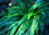 Deer Fern - Low Maintenance Evergreen Groundcover