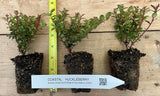 Vaccinium ovatum - Evergreen Huckleberry - Tasty Berries, Flower Arrangements
