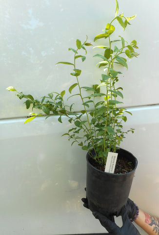 Bluecrop Blueberry Plants- Early Season- Large One Gallon Containers