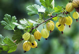 Large Bare root Gooseberry, Currant and Josta - 10 varieties