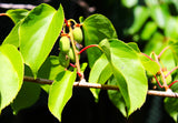 Issai Kiwi (Actinidia arguta 'Issai') - Grape-Sized Very Sweet Fruit