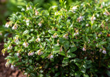 Lingonberry Koralle (Vaccinium vitis-idaea 'Koralle') Berries- Landscape or Container Plant