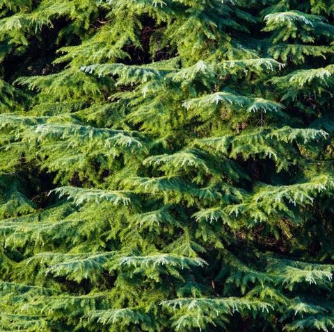 Japanese Fir (Abies firma) 7 Momi Fir, (Abies firma)- Great for Southeast, Southern California, and Hawaii - Christmas Trees, Bonsai, Landscape
