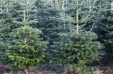 Nordmann Fir (Abies nordmanniana), also known as the Caucasian Fir