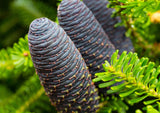 Nordmann Fir (Abies nordmanniana), also known as the Caucasian Fir