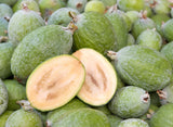 Pineapple guava (Acca sellowiana) Edible Flowers and Aromatic, Tropical Fruit