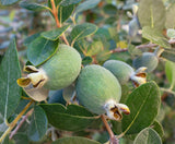 Pineapple guava (Acca sellowiana) Edible Flowers and Aromatic, Tropical Fruit