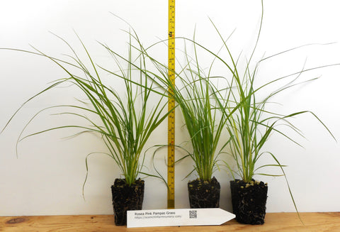 Pink Pampas Grass - (Cortaderia Selloana) - Potted Fully Rooted Live Clumps