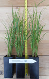 Porcupine Grass - Similar to Zebra Grass - Potted Fully Rooted Live Clumps