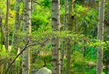 Red Alder (Alnus rubra) - Fast Growing NW Native- Nitrogen Fixer