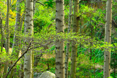 Red Alder (Alnus rubra) - Fast Growing NW Native- Nitrogen Fixer