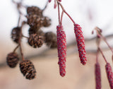 Red Alder (Alnus rubra) - Fast Growing NW Native- Nitrogen Fixer