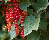 Large Bare root Gooseberry, Currant and Josta - 10 varieties