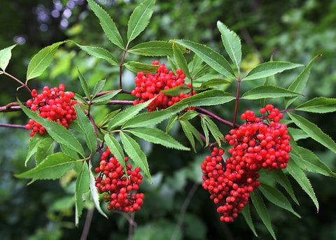 Red Elderberry (Sambucus racemosa) -Wildlife Gardens, Erosion Control