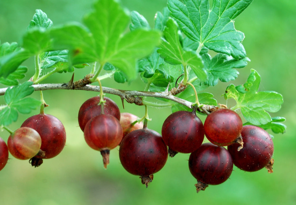Current Gooseberry Large Bare root Gooseberry, Currant and Josta - 10 varieties – Scenic ...