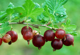 2 year Large Bare root Gooseberry, Currant and Josta - 13 varieties