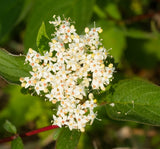 Red Twig Dogwood - Cornus sericea - Also Known as Red Osier Dogwood or Creek Dogwood.