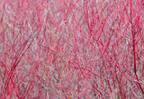 Red Twig Dogwood - Cornus sericea - Also Known as Red Osier Dogwood or Creek Dogwood.