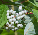 Red Twig Dogwood - Cornus sericea - Also Known as Red Osier Dogwood or Creek Dogwood.