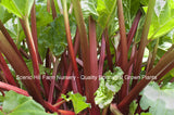 Victoria Rhubarb- Potted Plants- Juicy Stalks With Good Flavor! Heavy Yields.