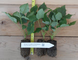 Potted Royalty Purple Raspberry Plants - Sweet, Great Flavor, Productive