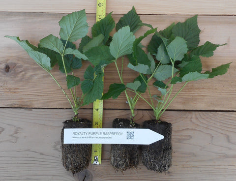 potted raspberry plants for sale Potted Royalty Purple Raspberry Plants