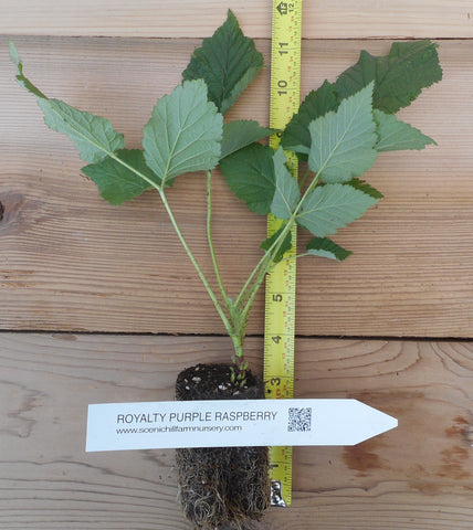 Potted Royalty Purple Raspberry Plants - Scenic Hill Farm Nursery