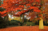 Scarlet Oak - Quercus coccinea - 14-20 Inch Tall Potted Tree