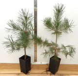 Pinus sylvestris, the Scots pine or Scotch pine -Specimen, Windbreak, Christmas Tree, or Bonsai