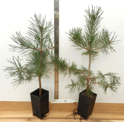 scots pine bonsai tree Pinus sylvestris, the Scots pine or Scotch pine -Specimen, Windbreak, – Scenic Hill Farm Nursery