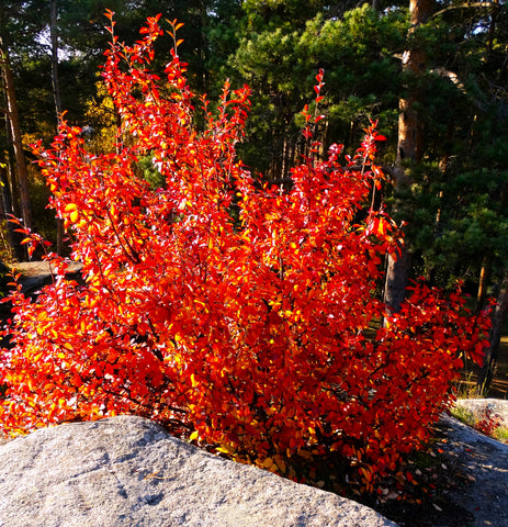 Autumn Brilliance Serviceberry- Bright Red Orange Fall Color-Spring Flowers-  Delicious Berries, Potted Tree