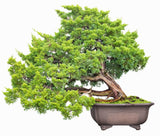 Chinese juniper Shimpaku - Specimen or Bonsai - 3 Year Old Trees