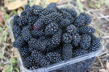 Boysenberry  Blackberry - Bare Root Canes - Original Thorned Variety