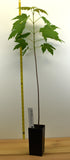 Silver Maple (Acer saccharinum) - Rapid growth up to 7 feet per year