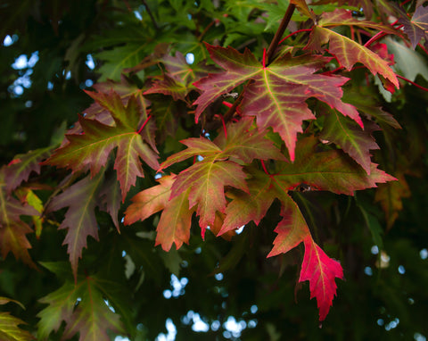 Silver Maple (Acer saccharinum) - Rapid growth up to 7 feet per year