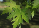 Silver Maple (Acer saccharinum) - Rapid growth up to 7 feet per year