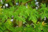 Silver Maple (Acer saccharinum) - Rapid growth up to 7 feet per year